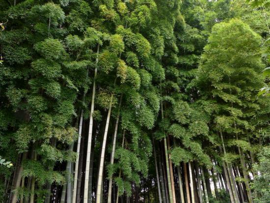 Higashikurumeshi Chikurin Park